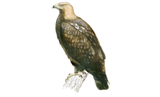 Могильник (Aquila heliaca)