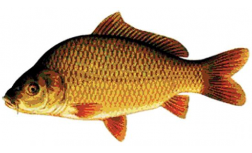 Тәңкәле карп (Cyprinus carpio)