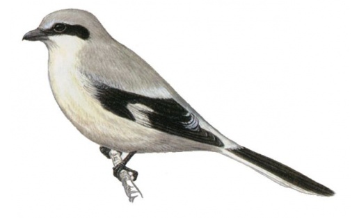 Ваҡ һайыҫҡан (Lanius excubitor)