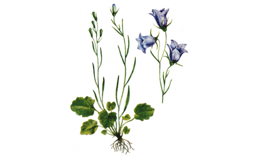Түңәрәк япраҡлы ҡыңғырау сәскә (Campanula rotundifolia)