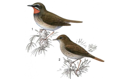 Соловьи: 1 — соловей‑красношейка (Luscinia calliope), самец; 2 — соловей обыкновенный (Luscinia luscinia)