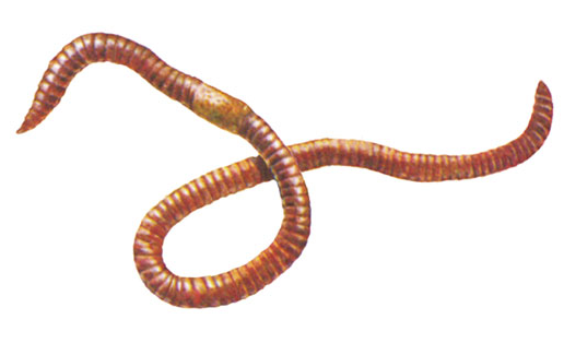 Ҙурселәүсен (Lumbricus terrestris)