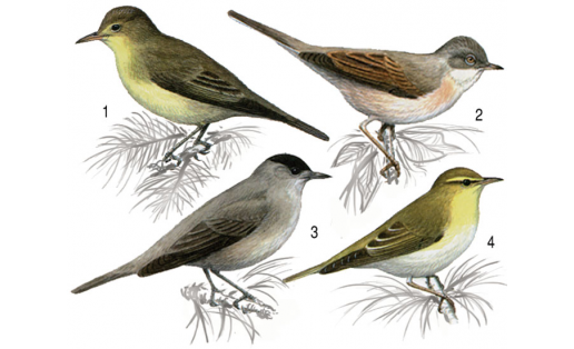 Славковые: 1 — пересмешка зелёная (Hippolais icterina); 2 — славка серая (Sylvia communis), самец; 3 — славка черноголовая (Sylvia atricapilla), самец; 4 — пеночка-трещотка (Phylloscopus sibilatrix)