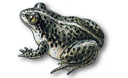 Чесночница обыкновенная  (Pelobates vespertinus)