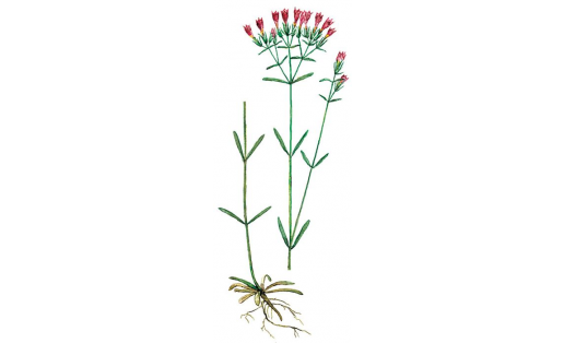 Золототысячник болотный (Centaurium uliginosum)