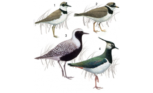 Сәпсәүҙәр: 1 — ваҡ тәтәелдәүек (Charadrius dubius); 2 — шарфлы сәпсәү (Charadrius hiaticula); 3 — тулес (Pluvialis squatarola), ата ҡош; 4 — тәгәрлек (Vanellus vanellus), ата ҡош.