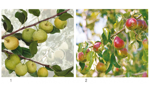 Уссури грушаһы (Pyrus ussuriensis). Сорттар:  1 — Башкирская летняя; 2 — Башкирская осенняя