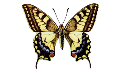 Махаон (Papilio machaon)