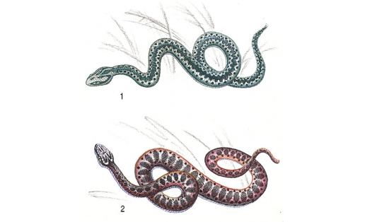 Гадюки: 1 – обыкновенная (Vipera berus); 2 – восточная степная (Vipera renardi)