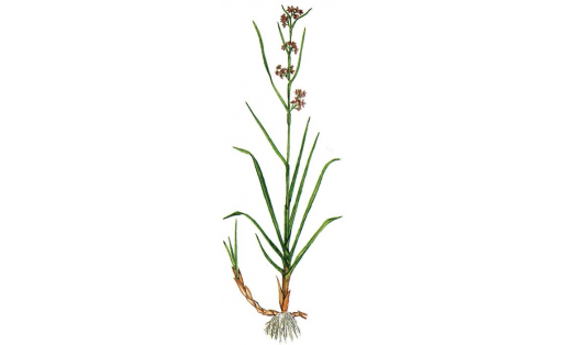 Ябай ҡылысүлән (Cladium mariscus)