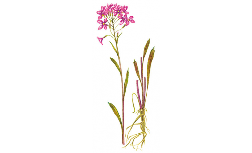 Вечерница сибирская (Hesperis sibirica)