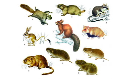 Грызуны: 1 — летяга обыкновенная (Pteromys volans); 2 — сурок обыкновенный (Marmota bobak); 3 — соня садовая (Eliomys quercinus); 4— тушканчик большой (Allactaga major); 5 — белка обыкновенная (Sciurus vulgaris); 6 — хомяк обыкновенный (Cricetus cricetus); 7 — ондатра (Ondatra zibethicus); 8 — полёвка узкочерепная (Microtus gregalis); 9 — пеструшка степная (Lagurus lagurus); 10 — полёвка красная (Clethrionomys rutilus) Rodents: 1 – Siberian flying squirrel (Pteromys volans); 2 – steppe marmot (Marmota bobak); 3 – garden dormouse (Eliomys quercinus); 4 – great jerboa (Allactaga major); 5 – Eurasian red squirrel (Sciurus vulgaris); 6 –common hamster (Cricetus cricetus); 7 – muskrat (Ondatra zibethicus); 8 – narrow-headed vole (Microtus gregalis); 9 – steppe vole (Lagurus lagurus); 10 – Northern red-backed vole (Clethrionomys rutilus)