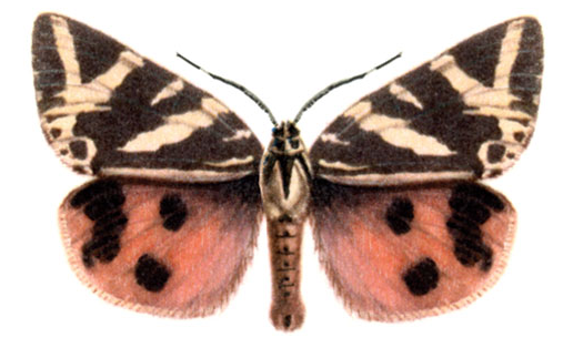 Ҡыҙыл күбәләк (Callimorpha quadripunctaria)