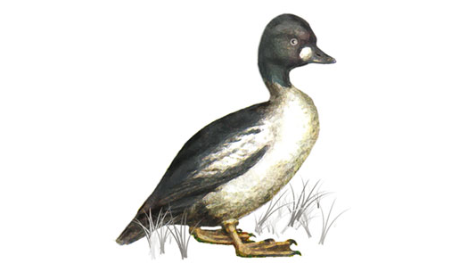 Гоголь обыкновенный (Bucephala clangula)