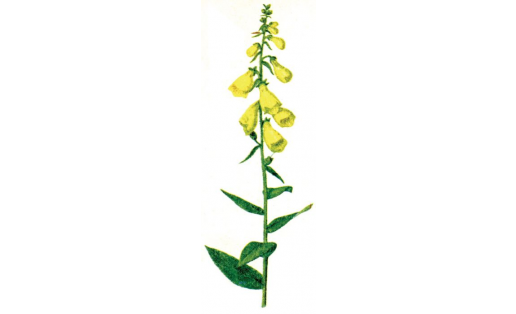 Уймаҡсәскә (Digitalis grandiflora)