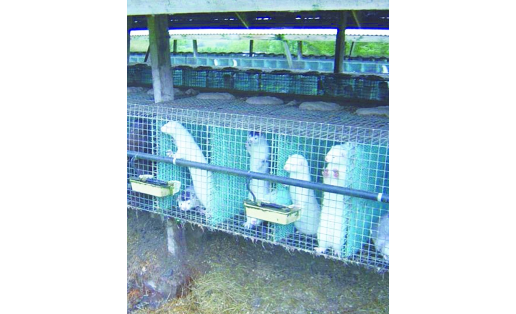 Содержание норок на звероферме ООО “Октябрьское” Кугарчинского района Mink keeping at OOO Oktyabrskoye fur farm, Kugarchinsky Raion