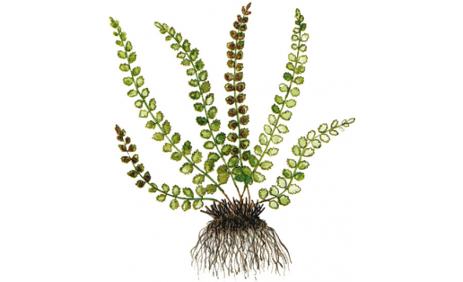 Йәшел таш абағаһы(Asplenium viride)