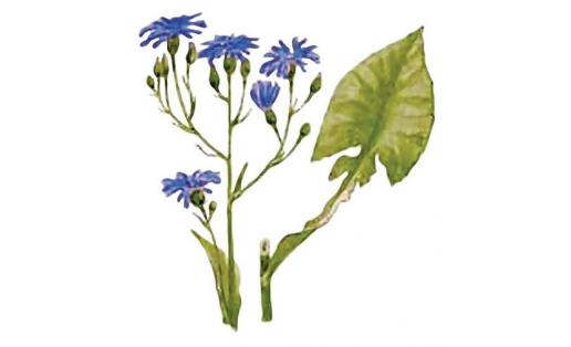 Цицербита уральская  (Cicerbita uralensis)