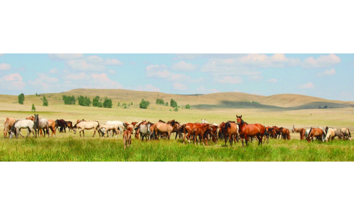 Табун лошадей башкирской породы A herd of Bashkir horses