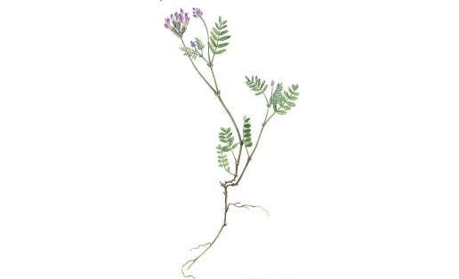 Астрагал датский (Astragalus danicus)