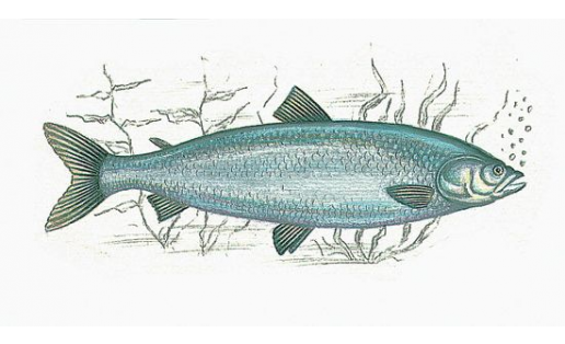 Белорыбица (Stenodus leucichthys)