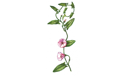 Вьюнок полевой (Convolvulus arvensis)