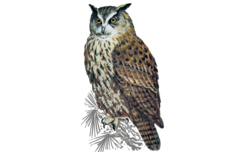 Өкө (Bubo bubo)