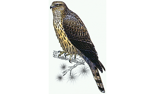 Змееяд (Circaetus gallicus)