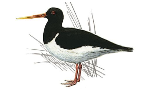 Кулик-сорока (Haemаtopus ostralegus)
