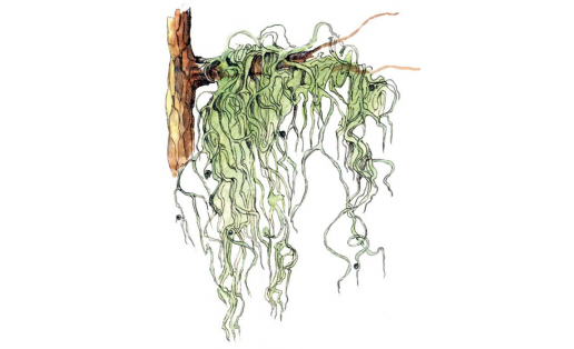 Тарбаҡ эверния (Evernia divaricata)