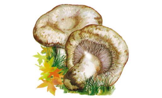Гөрөздә (Lactarius resimus)