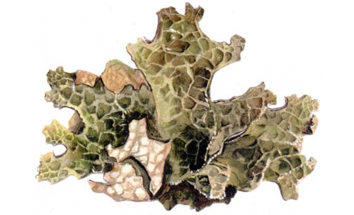 Лобария лёгочная (Lobaria pulmonaria)