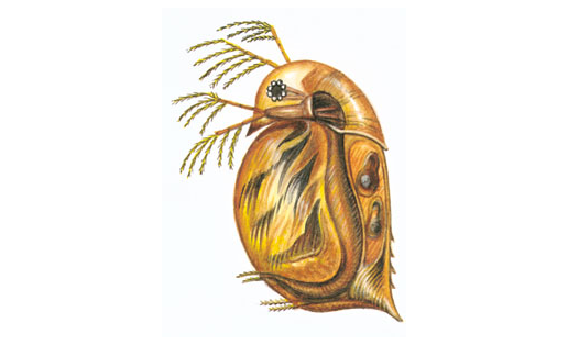 Ябай һыу бөрсәһе (Daphnia pulex)