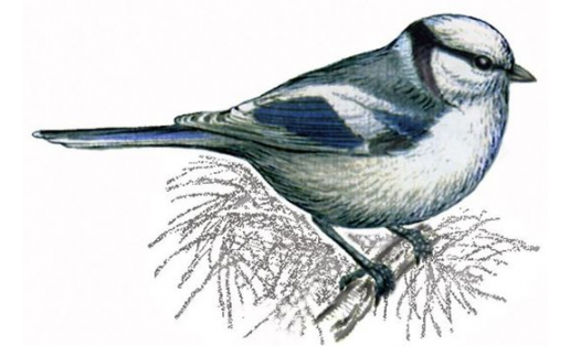 Лазоревка белая (Parus cyanus)