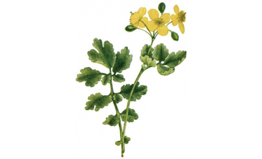 Чистотел большой (Chelidonium majus)