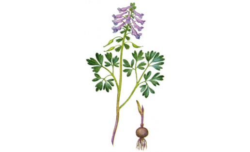Хохлатка плотная  (Corydalis solida)