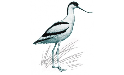 Беҙсуҡыш (Recurvirostra avocetta)