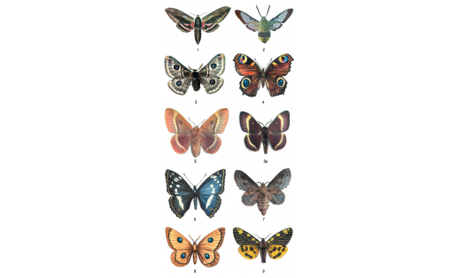 Күбәләктәр: 1 — сирень балғарағы (Sphinx ligustri); 2 — айыу баланы балғарағы (Hemaris fuciformis); 3 — күгән тауискүҙе (Eudia spini); 4 — көндөҙгө тауискүҙ (Inachis io); 5 — имән йыуан ҡорһағы (Lasiocampa quercus), инә күбәләк, 5а — шул уҡ, ата күбәләк;
