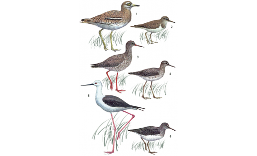 Cәпсәү һымаҡтар: 1 — төн сәпсәүе (Burhinus oedicnemus); 2 — йөк сәпсәүе (Actitis hypoleucos); 3 — тәтелдәүес (Tringa totanus); 4 — божор сәпсәү (Tringa glareola); 5 – оҙонаяҡ сәпсәү (Himantopus himantopus); 6 — ҡара сәпсәү (Tringa ochropus)