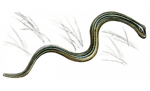 Орсоҡ йылан (Anguis colchica)