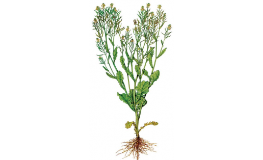 Рапс (Brassica napus)