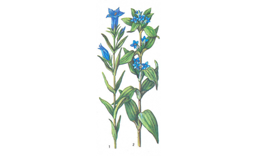 Горечавка: 1 ‒ лёгочная (Gentianа pneumonanthe); 2 ‒ крестовидная (Gentianа cruciata)