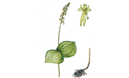 Түңәрәк ҡушъяпраҡ (Listera ovata)