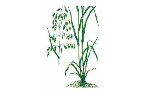 Ҡара һоло (Avena fatua)