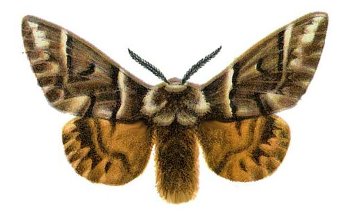 Шайтан күбәләге (Endromis versicolora)
