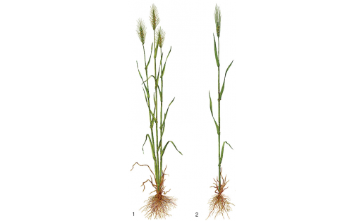 Бойҙай: 1 — йомшаҡ бойҙай (Triticum aestivum); 2 — ҡаты бойҙай (Triticum durum)
