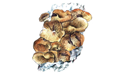 Сатыр грифола (Grifola umbellata)