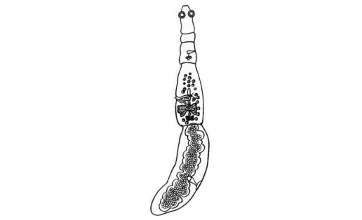 Эхинококк (Echinococcus granulosus)