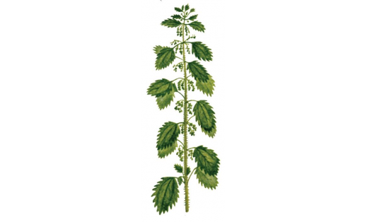 Крапива жгучая (Urtica_urens)