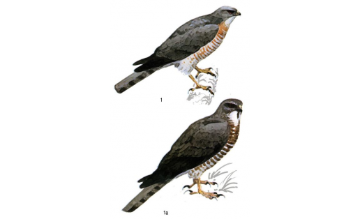Ястребы:  1 — тювик европейский (Accipiter brevipes), самец; 1а — то же, самка